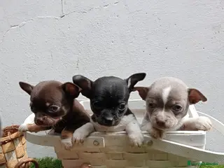 Chihuahua perros Chihuahuas espectaculares en Barcelona - Anuncio 19