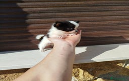 Chihuahua perros en venta: Chihuahua  - Imagen 9