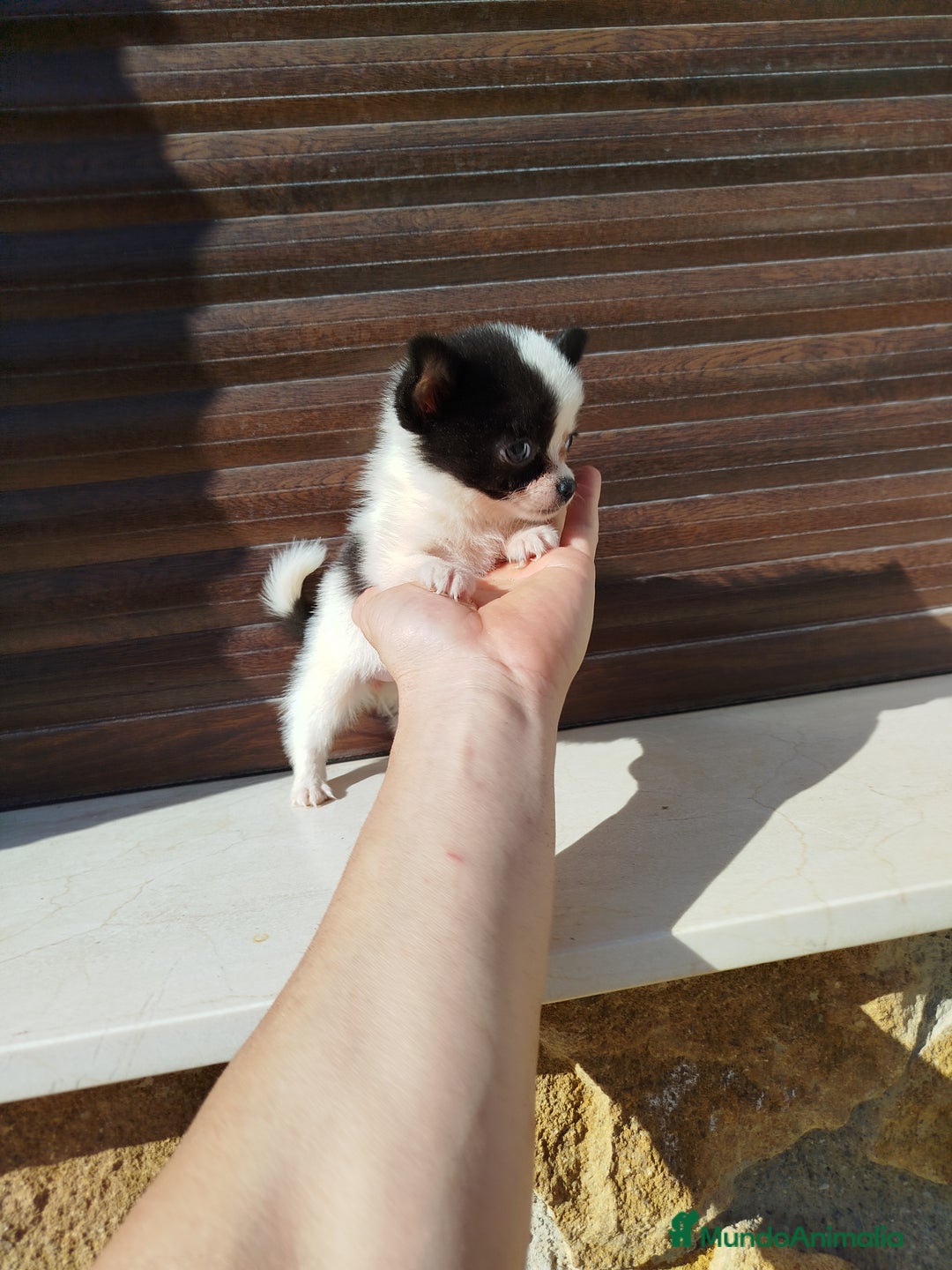 Chihuahua perros en venta: Chihuahua  - Imagen 9
