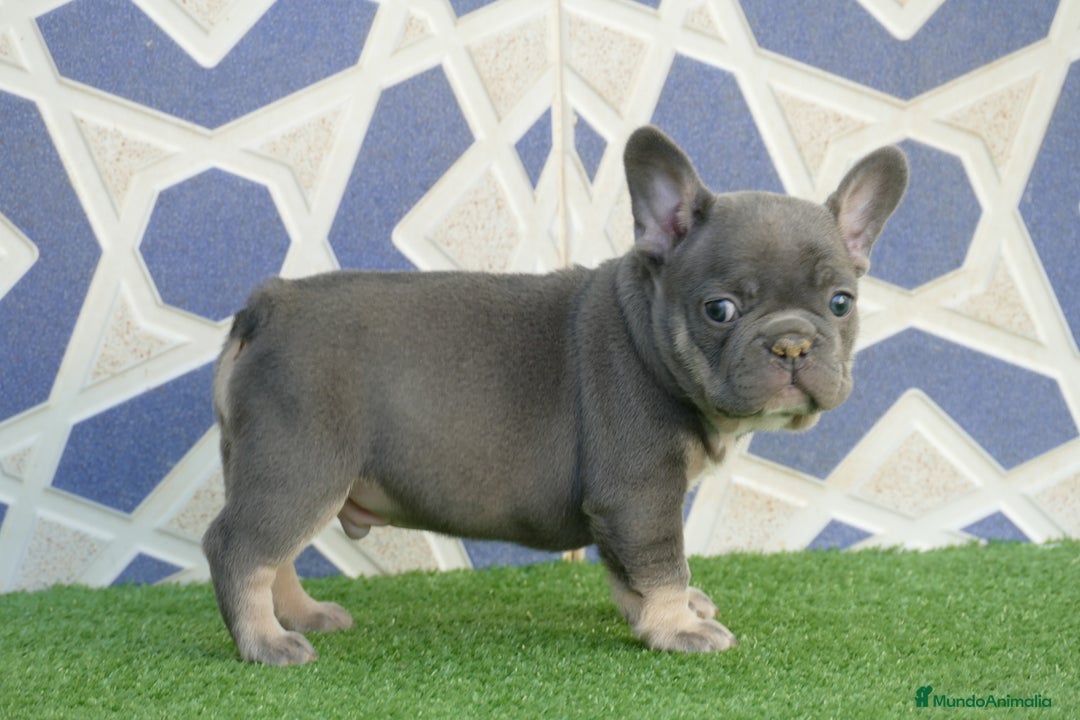 Bulldog Francés perros en venta: Bulldog Frances  - Anuncio 2