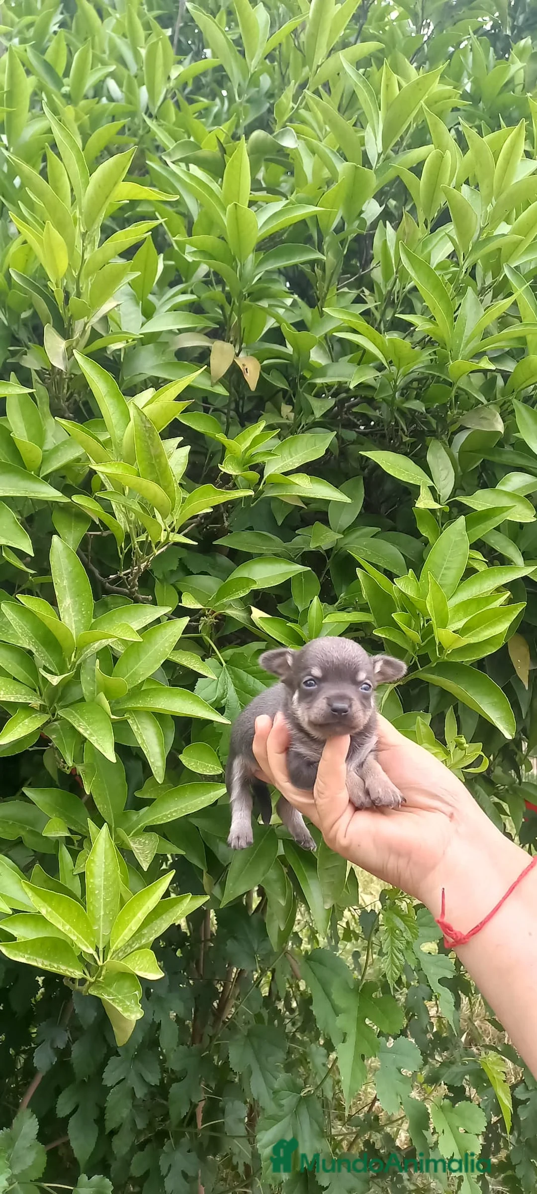 Chihuahua perros en venta: Pareja de chihuahua blue tang - Anuncio 2