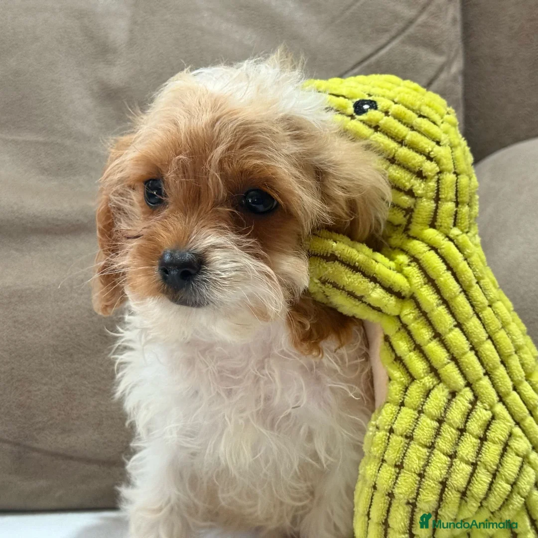 Cavapoo perros en venta: Preciosa cachorrita raza Cavapoo en Granada - Anuncio 1