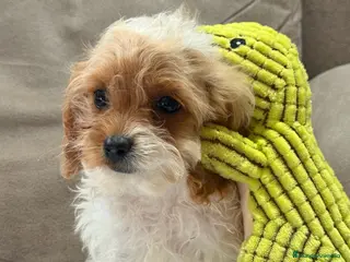 Cavapoo perros Preciosa cachorrita raza Cavapoo en Granada - Anuncio 1