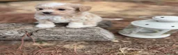 Maltipoo perros en venta: Maltipoo cachorritos muy bonitos !!! - Anuncio 11