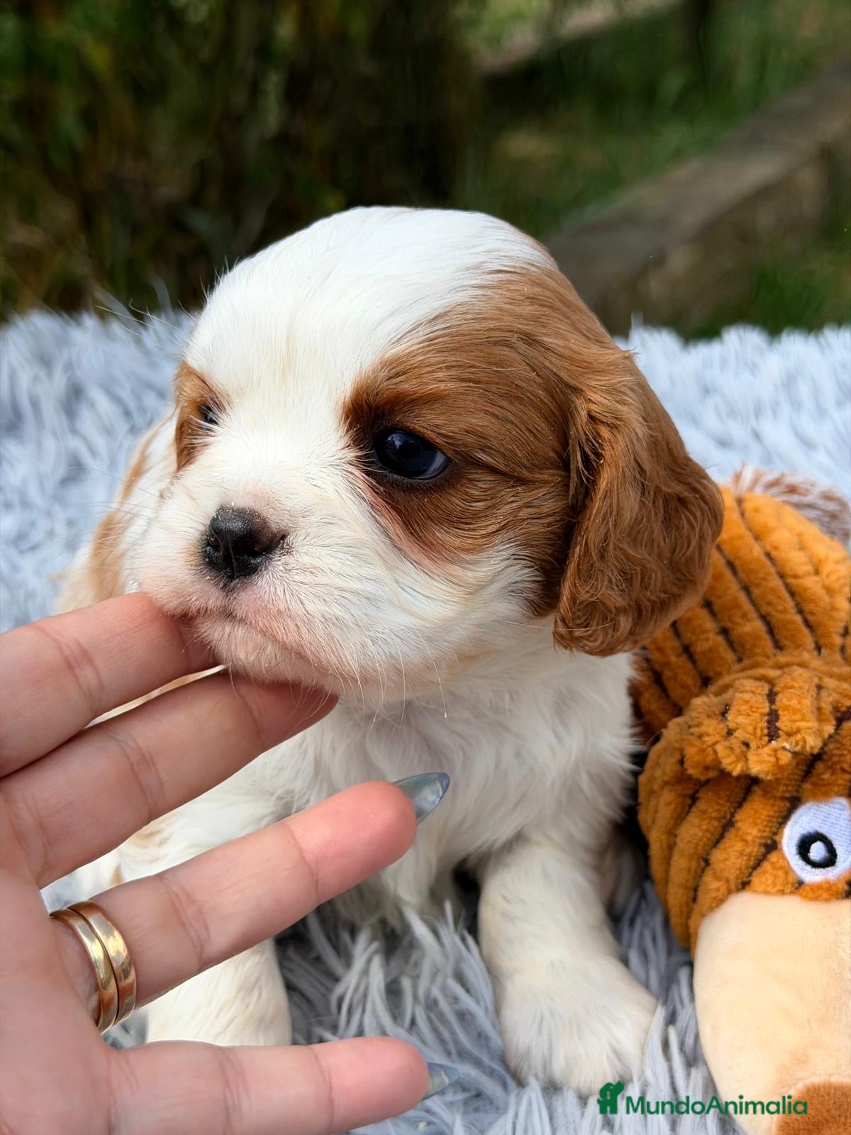 Cavalier King Charles Spaniel perros ÚLTIMO MACHO CAVALIER BLENHEIN DISPONIBLE - Anuncio 1