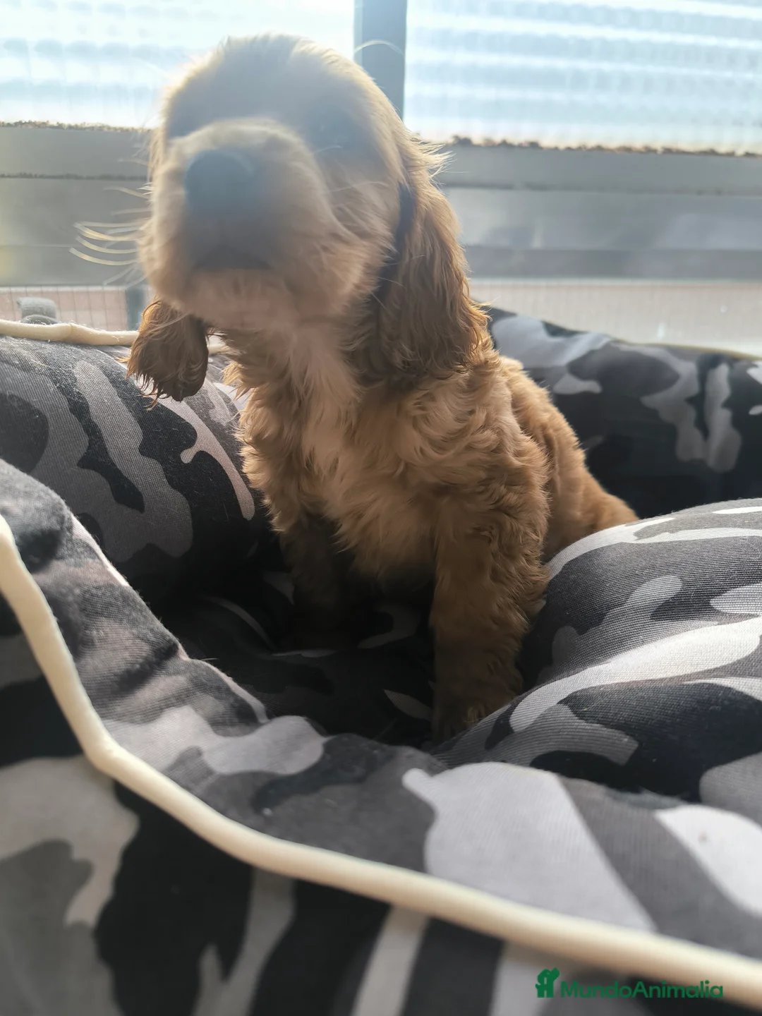 Cocker Spaniel Inglés perros en venta: Último cachorro de Cocker Spaniel ingles  - Anuncio 3
