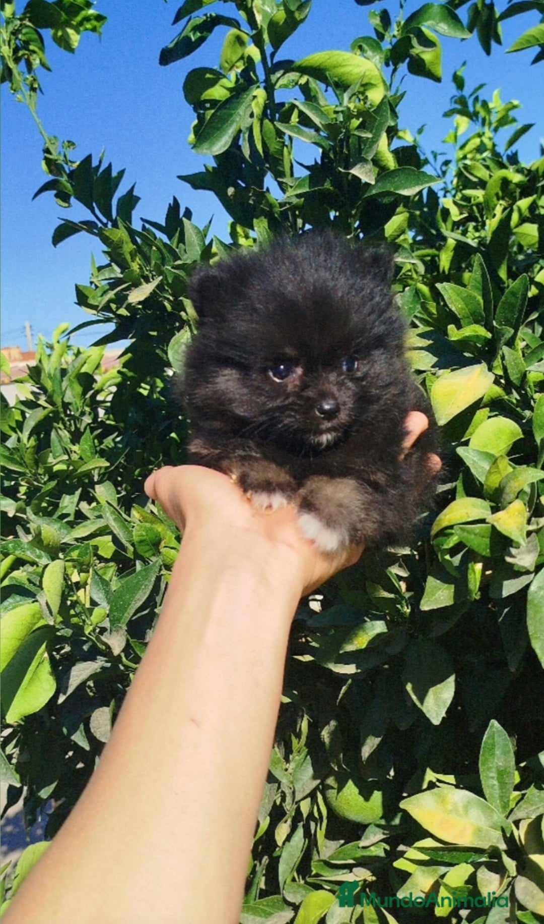 Pomerania perros en venta: Lulú de pomerania toy  - Imagen 6