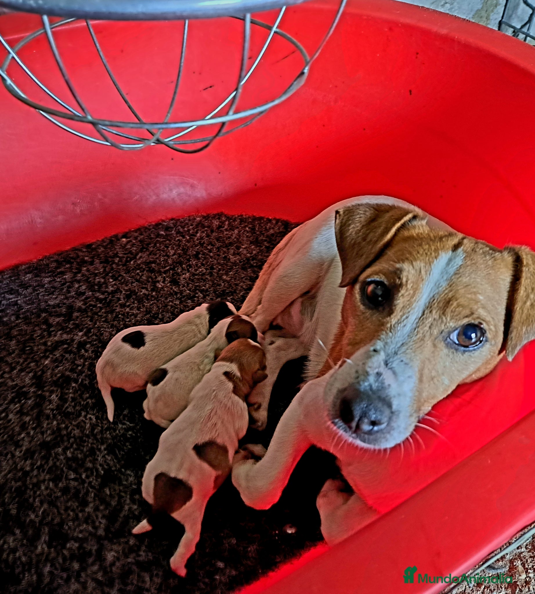 Jack Russell Terrier perros Jack Russell - Anuncio 1