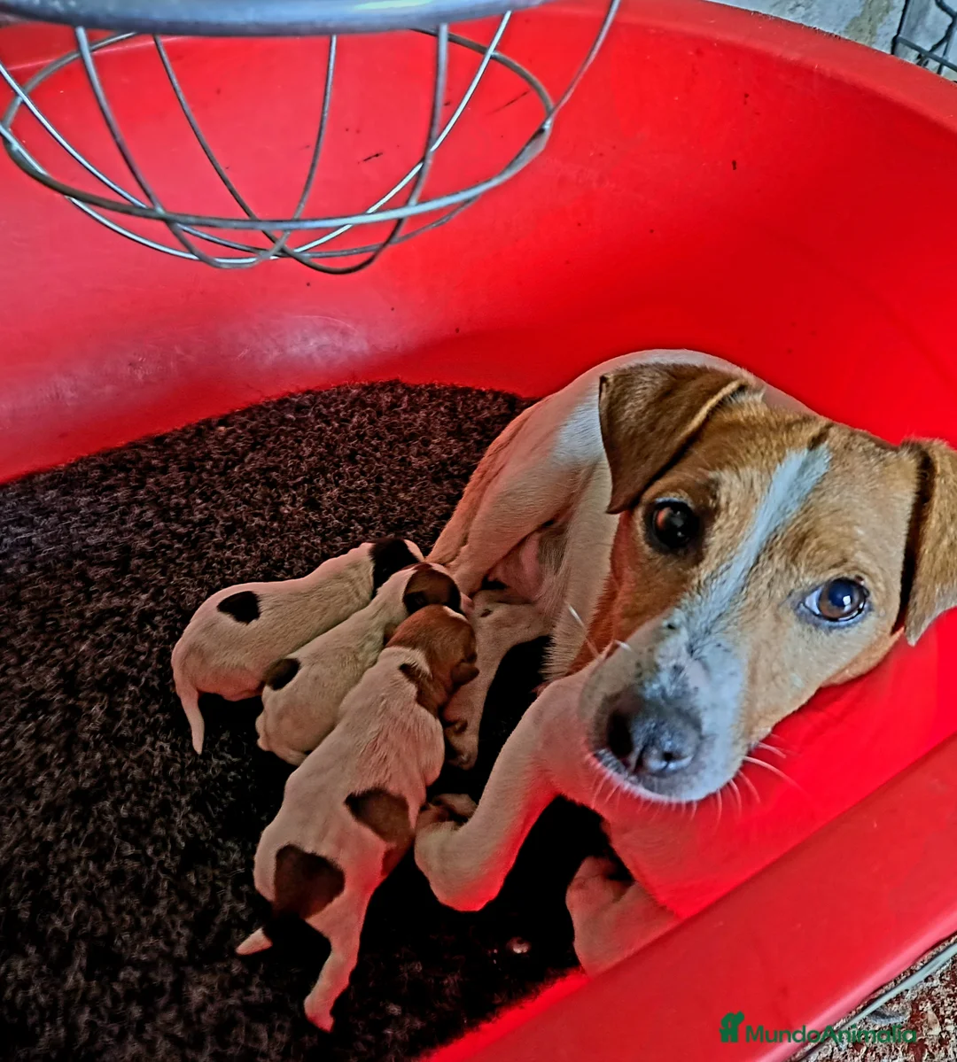 Jack Russell Terrier perros en venta: Jack Russell - Anuncio 1