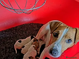 Jack Russell Terrier perros Jack Russell - Anuncio 1