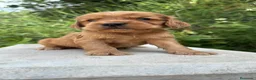 Cocker Spaniel Inglés perros en venta: Cocker Ingles - Anuncio 5