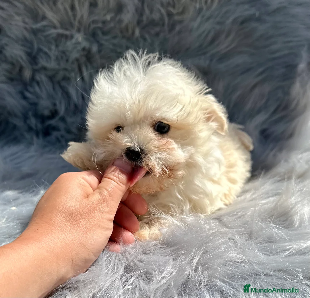 Maltipoo perros en venta: MALTIPOO MICROTOY MACHO 600 GRAMOS en Barcelona - Anuncio 3