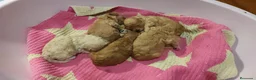 Caniche Toy perros en venta: Cachorros caniche toy 🧡 en Barcelona - Anuncio 9