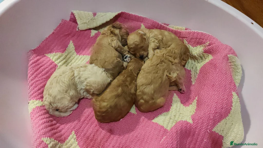 Caniche Toy perros en venta: Cachorros caniche toy 🧡 en Barcelona - Anuncio 9