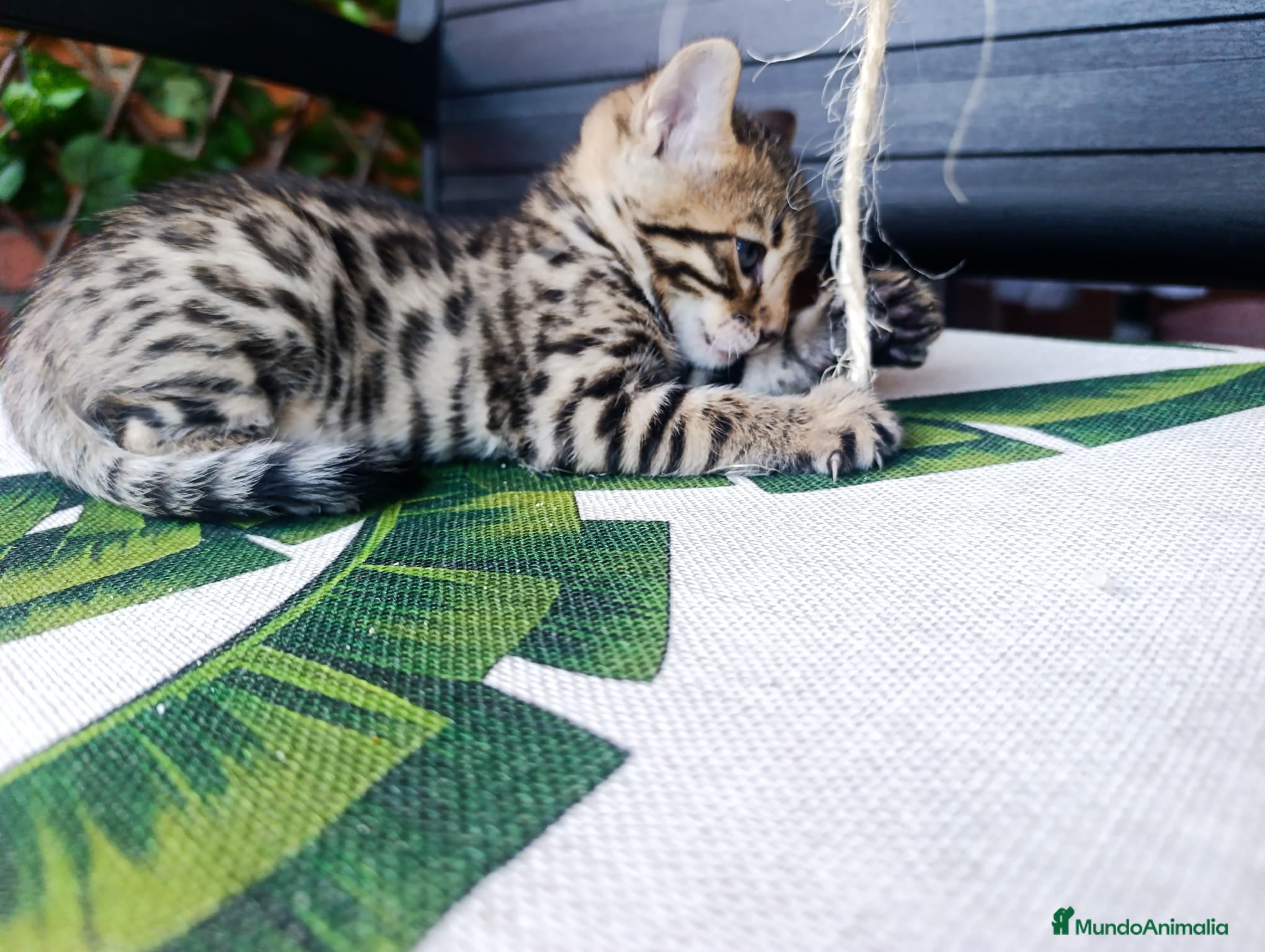 Bengalí gatos bengali  - Anuncio 1