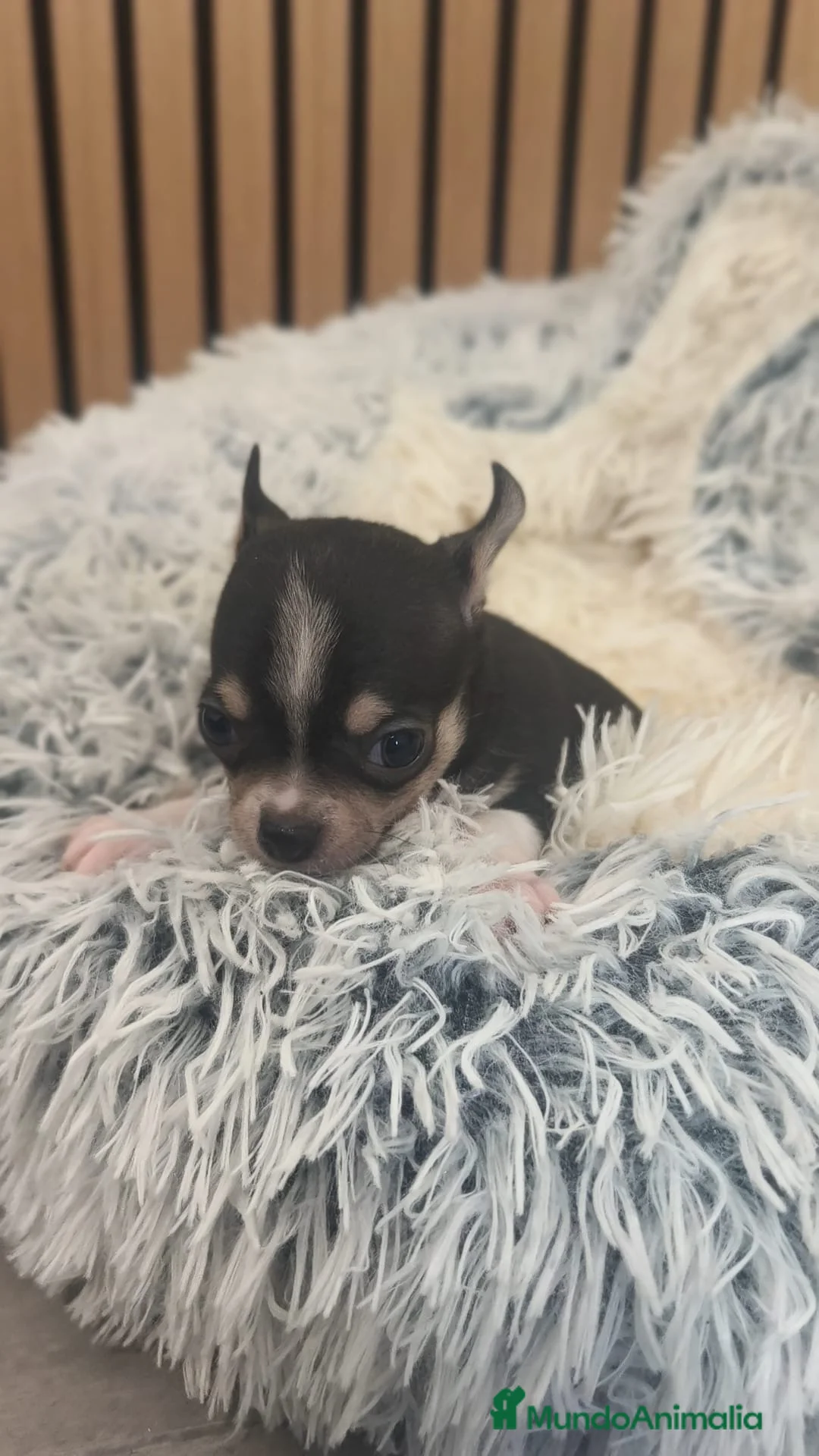 Chihuahua perros en venta: Chihuahua Toy  - Anuncio 4