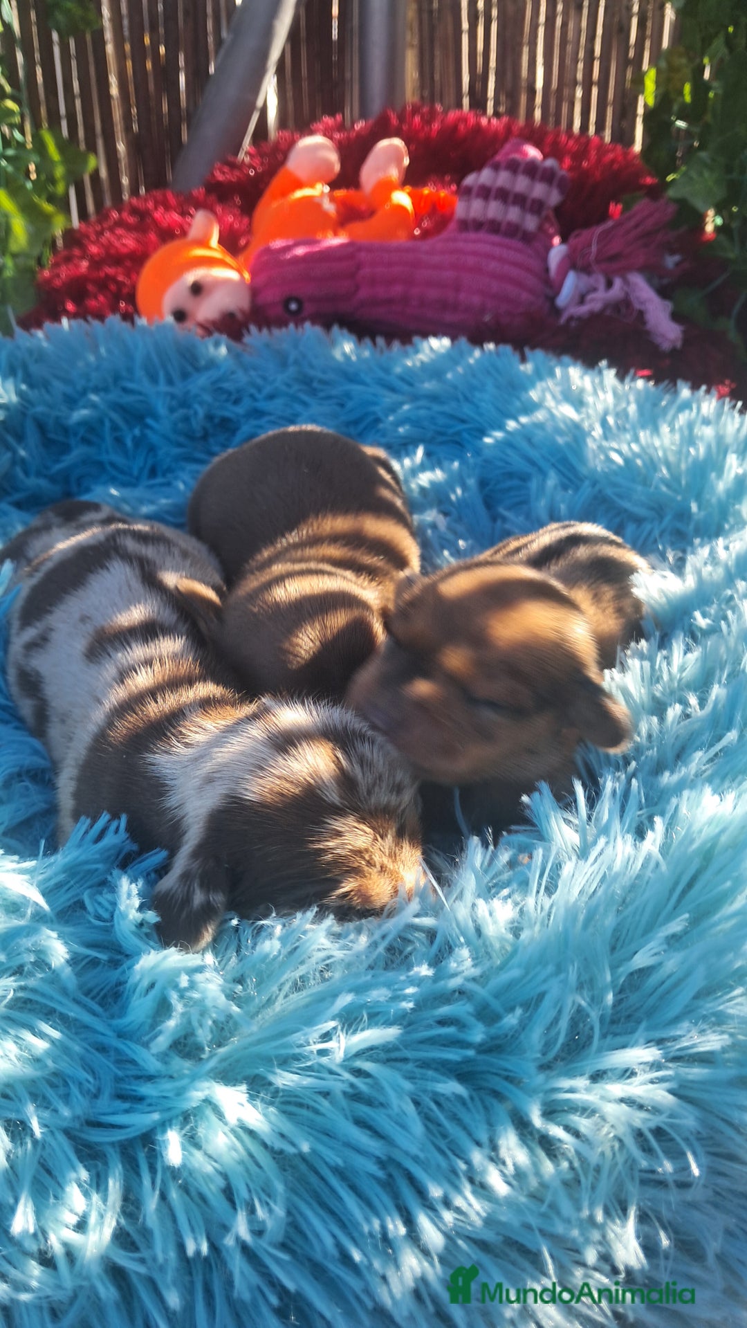 Teckel Miniatura perros en venta: Bebés Teckels (perro salchicha ) - Anuncio 3