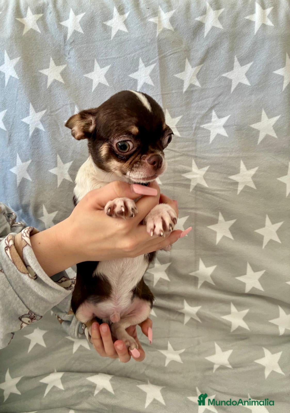 Chihuahua perros Chihuahua toy - Anuncio 1