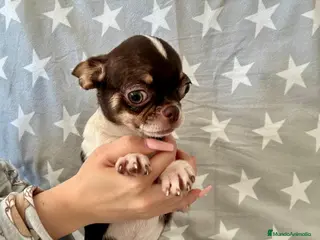 Chihuahua perros Chihuahua toy - Anuncio 1