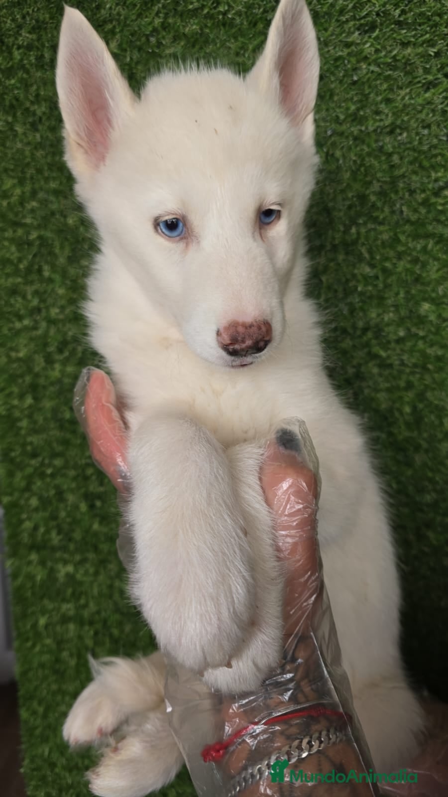 Husky Siberiano perros HUSKY PRECIOSO - Anuncio 2