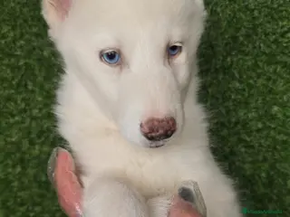 Husky Siberiano perros HUSKY PRECIOSO - Anuncio 2