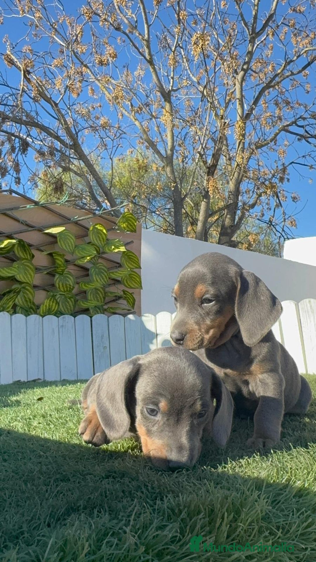 Teckel Miniatura perros en venta: TECKEL MINIATURA BLUE AND TAN - Anuncio 16