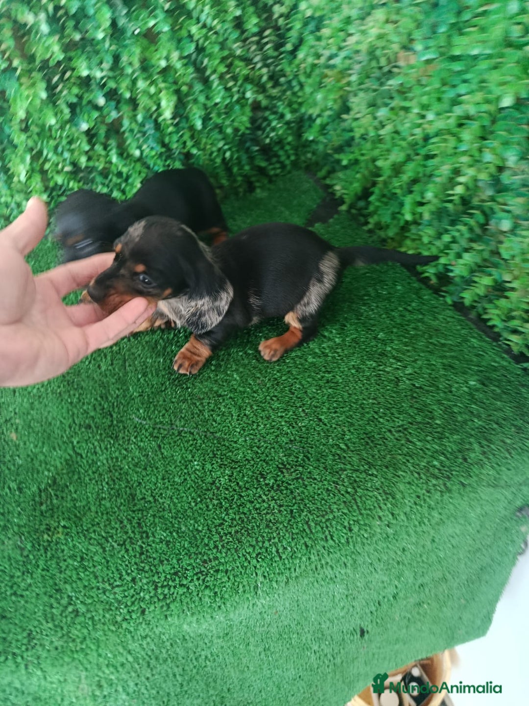 Teckel perros en venta: Hembras teckel  - Anuncio 5
