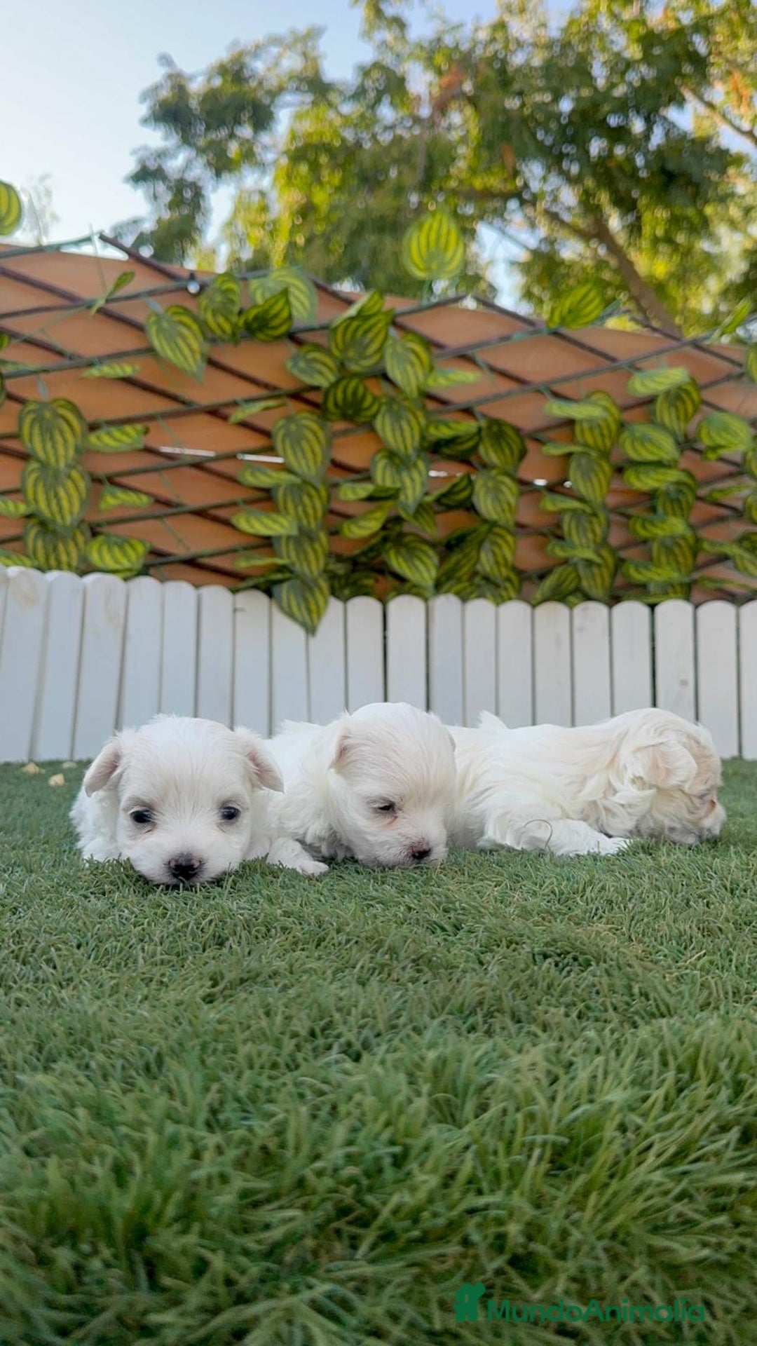 Bichón Maltés perros en venta: BICHÓN MALTÉS  - Imagen 25