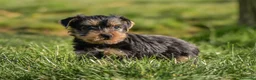 Yorkshire Terrier perros en venta: Yorkshire terrier macho disponible - Anuncio 3