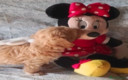 Maltipoo perros en venta: Maltipoo macho  - Imagen 3
