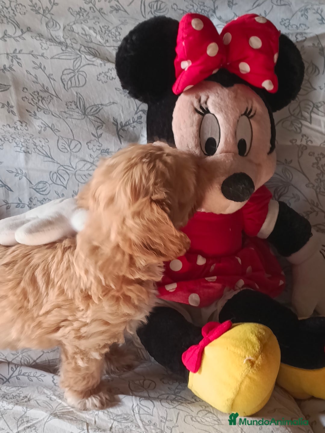 Maltipoo perros en venta: Maltipoo macho  - Imagen 3