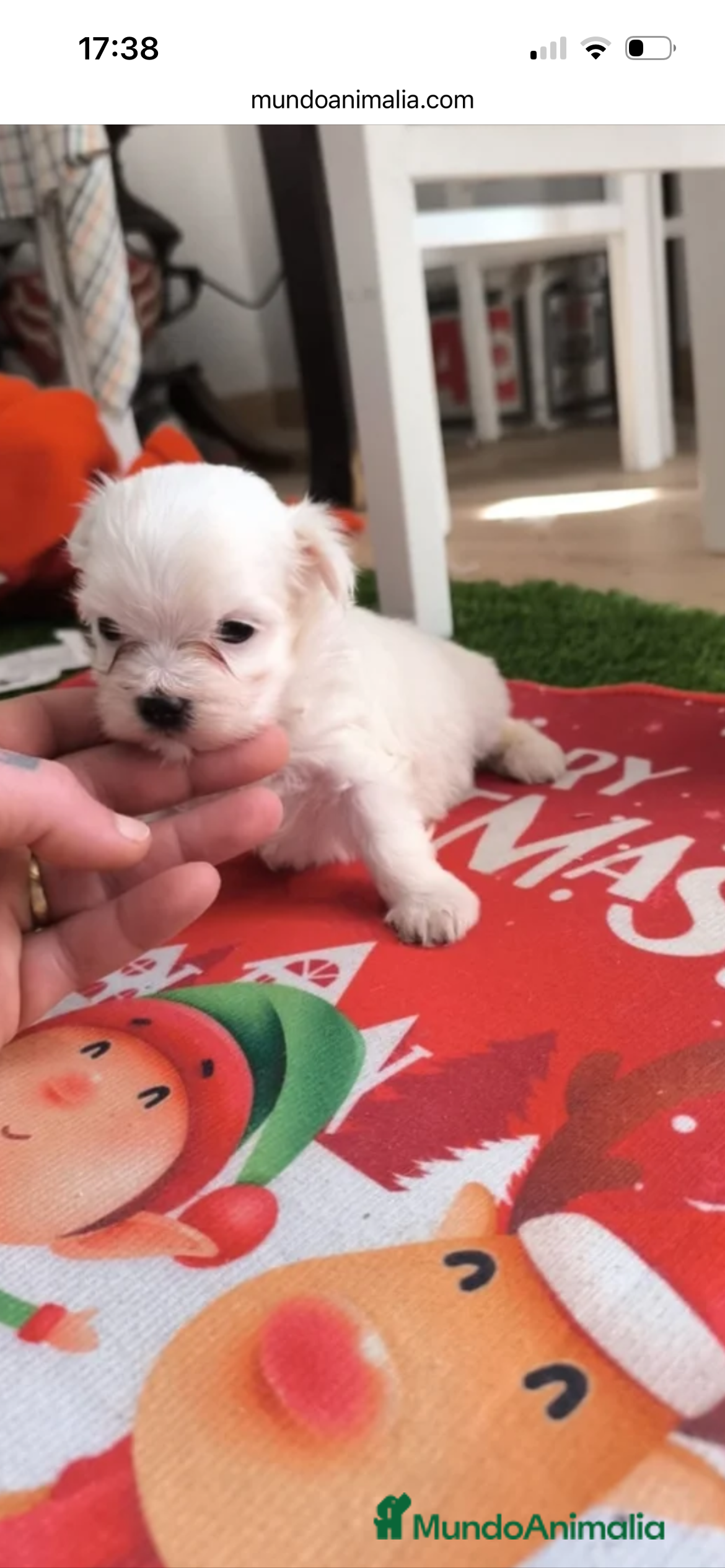 Bichón Maltés perros PRECIOSA HEMBRA DE BICHON MALTÉS MINI  - Anuncio 1