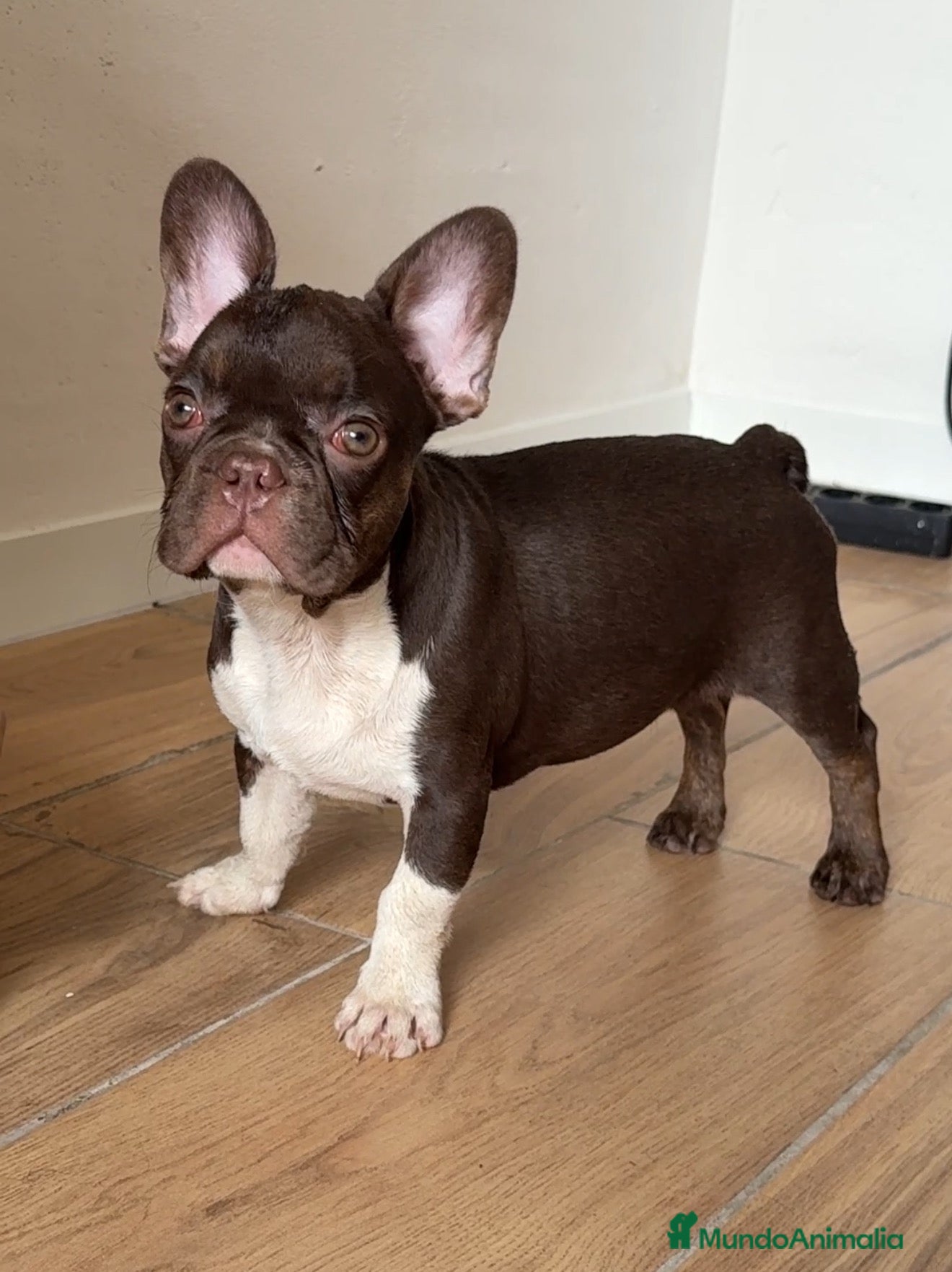 Bulldog Francés perros Bulldog francés chocolate  - Anuncio 1