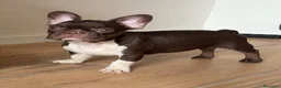 Bulldog Francés perros en venta: Bulldog francés chocolate  - Anuncio 1
