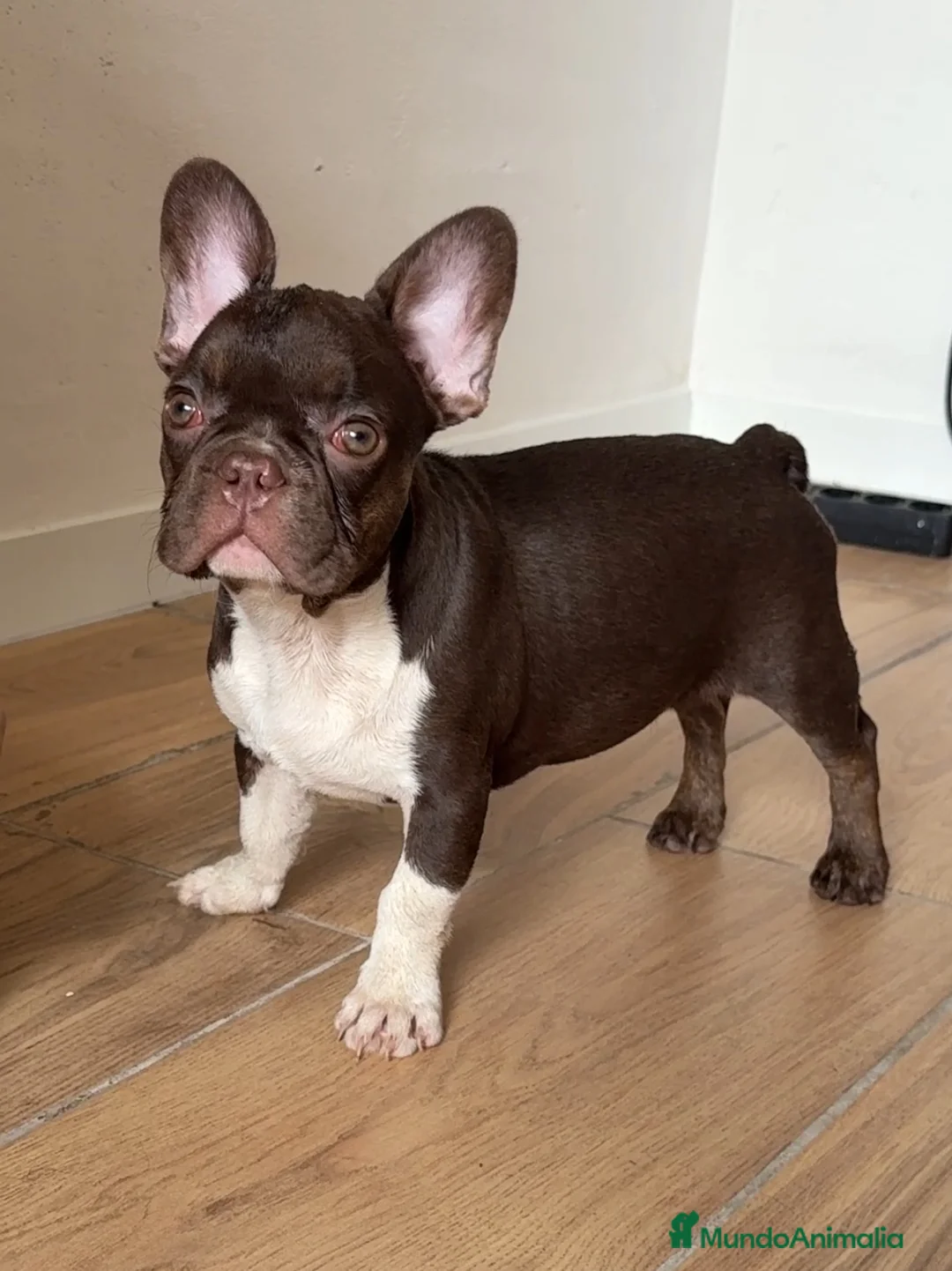 Bulldog Francés perros en venta: Bulldog francés chocolate  - Anuncio 1