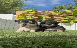 Chihuahua perros en venta: CHIHUAHUA-OJOS AZULES - Imagen 21