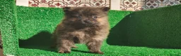 Pomerania perros en venta: Pomerania  - Anuncio 1