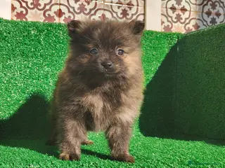 Pomerania perros Pomerania - Anuncio 1