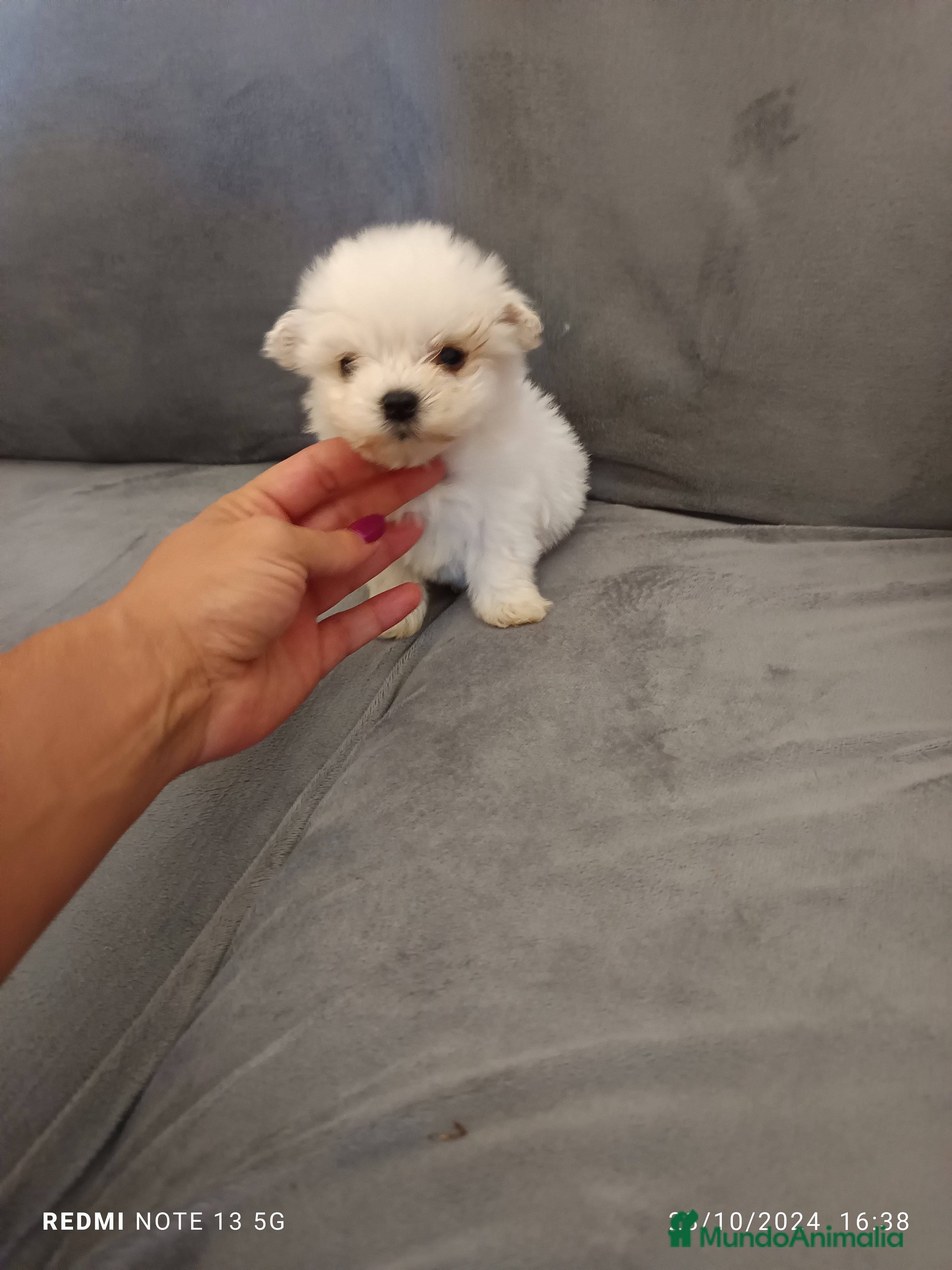 Bichón Maltés perros Bichón maltés americano en Badajoz - Anuncio 36