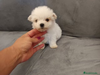 Bichón Maltés perros en Badajoz - Anuncio 41