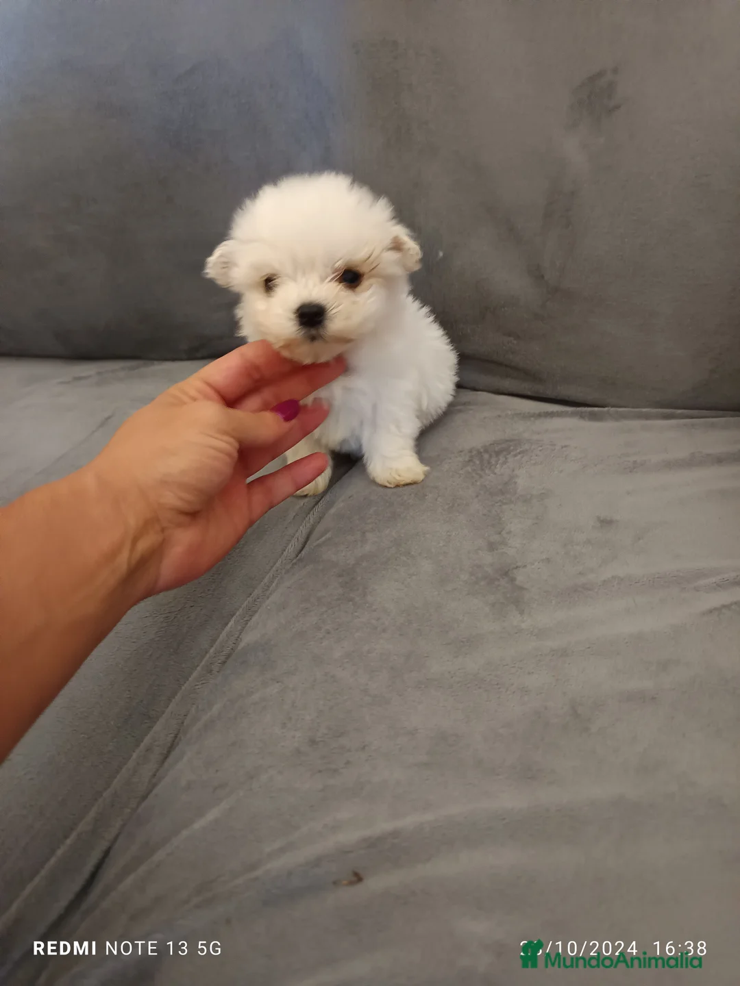 Bichón Maltés perros en venta: Bichón maltés americano en Badajoz - Anuncio 1