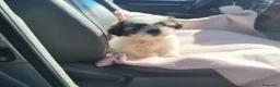 Shih Tzu perros en venta: Shih tzu - Anuncio 4