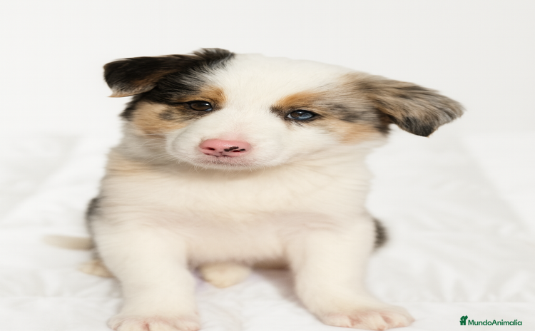 Border Collie perros Border collie Merle  - Anuncio 3