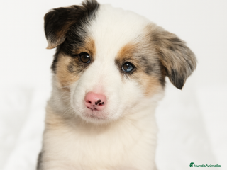 Border Collie perros Border collie Merle - Anuncio 25