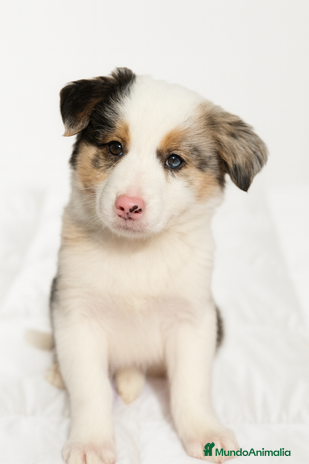 Border Collie perros Border collie Merle - Anuncio 6