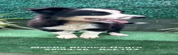 Border Collie perros en venta: Border Collie De Villa Biznaga - Anuncio 3