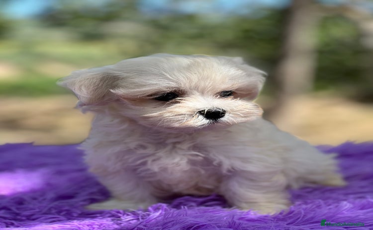 Bichón Maltés perros - Anuncio 14