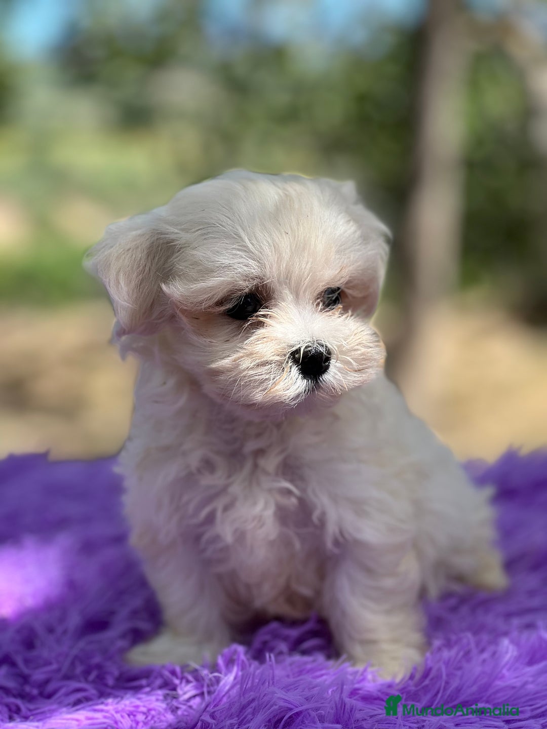 Bichón Maltés perros en venta: Bichon coreana  - Imagen 1