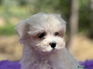 Bichón Maltés perros - Anuncio 25