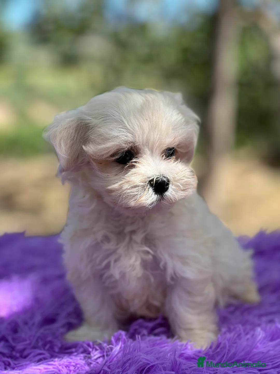 Bichón Maltés perros en venta: Bichon coreana  - Anuncio 1